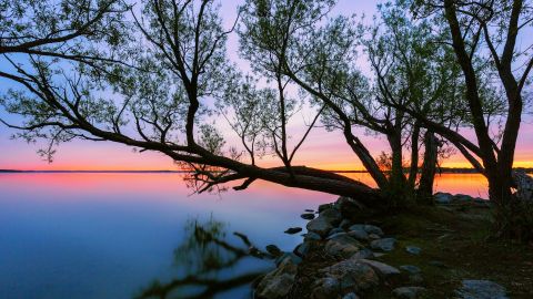 an image of a tree without leaves hanging over water. in the background, the sun is setting and the pink on the horizon is reflected in the water.